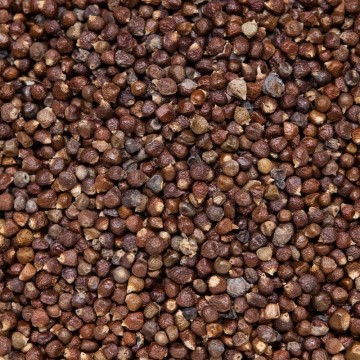 Maniguette (graine de paradis - Guinée)