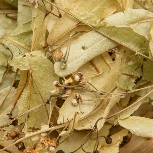 Tilleul feuilles