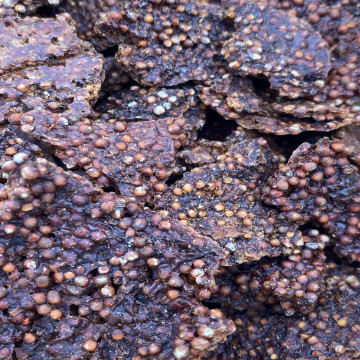Cuir de Poivre de Kampot long rouge (Cambodge)
